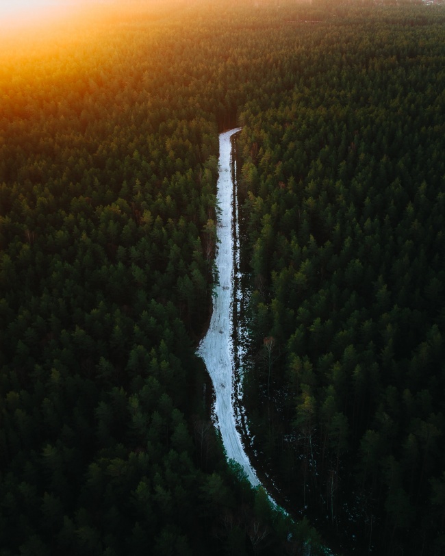 茂密森林积雪小路图片