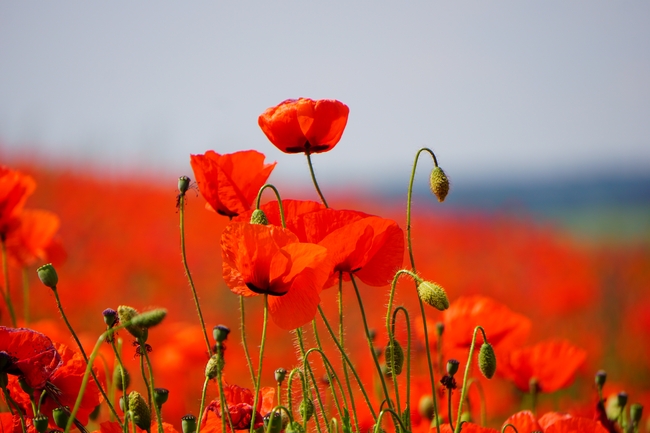 红色虞美人罂粟花绽放图片