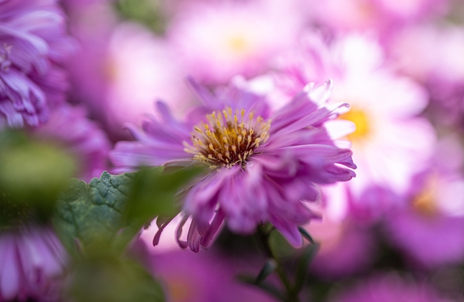 玫粉色翠菊微距特写摄影图片