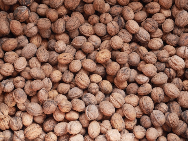 野生小山核桃图片