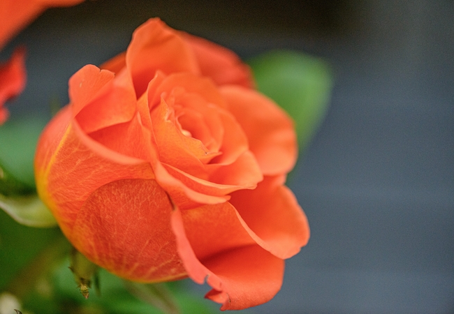 橙色香水月季图片