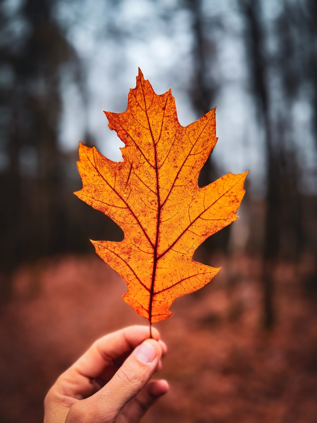 一叶知秋秋天树叶图片