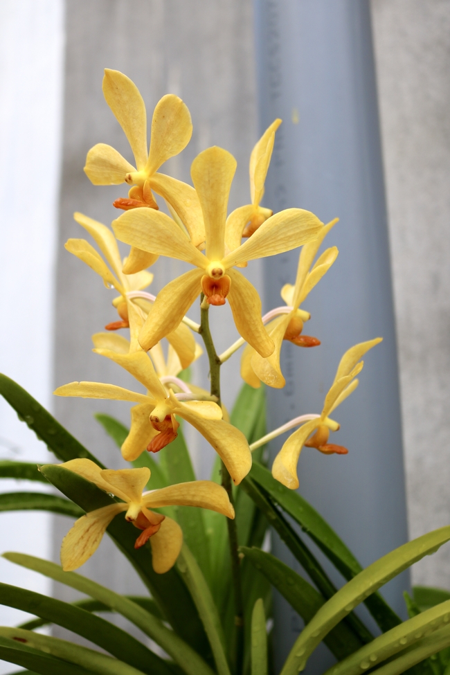 黄色盆栽蕙兰花图片