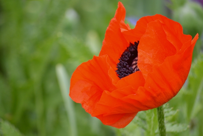 红色大朵罂粟花开花图片