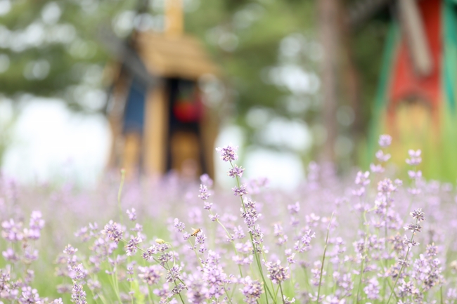 花朵河边图片