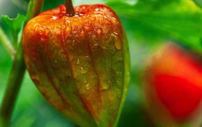 微距雨后酸浆图片