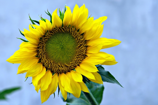 一株金色向日葵花摄影图片