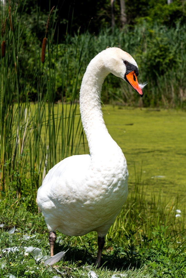 夏日池塘白色疣鼻天鹅图片