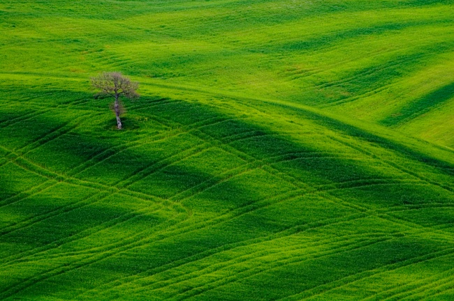 高清绿色林野风景图片