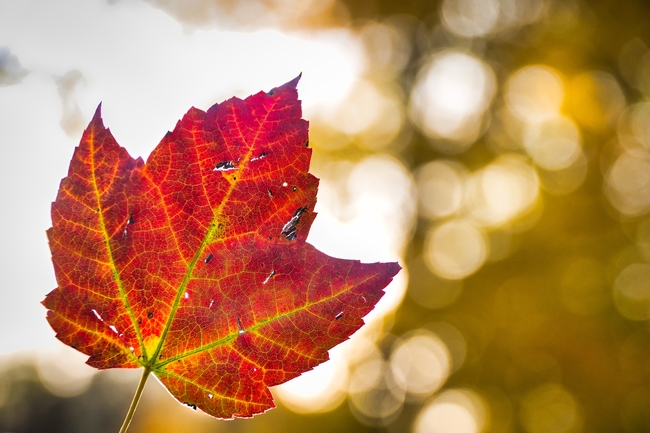 一片红秋叶摄影图片