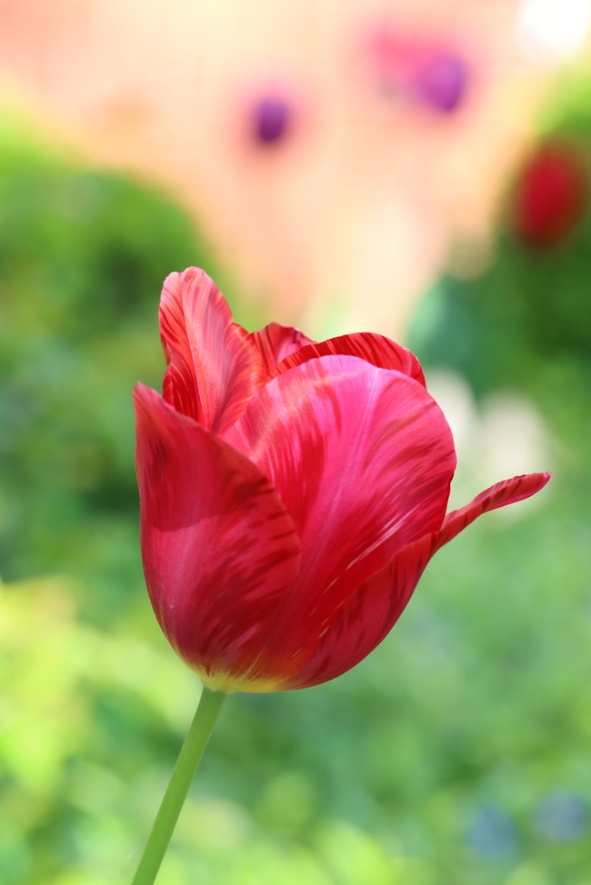一株红色郁金香花摄影图片