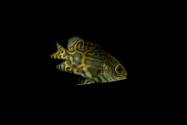 水族馆奥斯卡老虎鱼图片