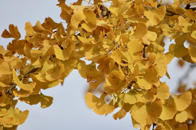 金黄色银杏树叶摄影图片