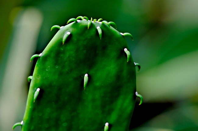 绿色多汁仙人掌局部摄影图片
