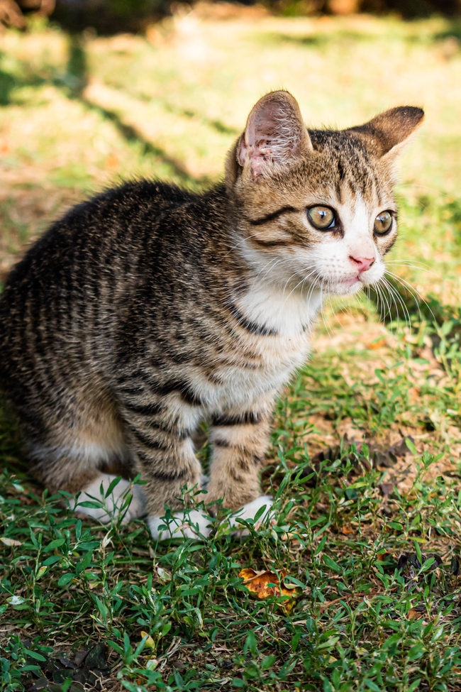 纯种狸花猫图片