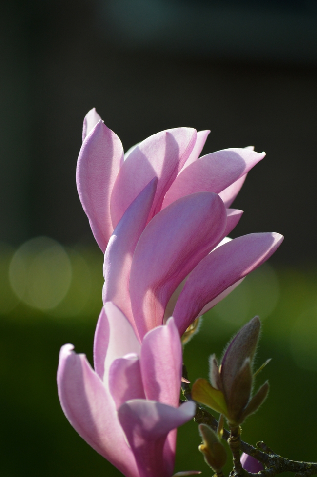 粉色木兰花微距特写摄影图片