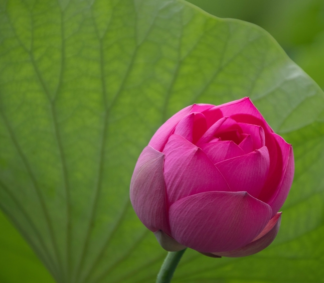 夏日绿叶莲叶粉色莲花花苞图片