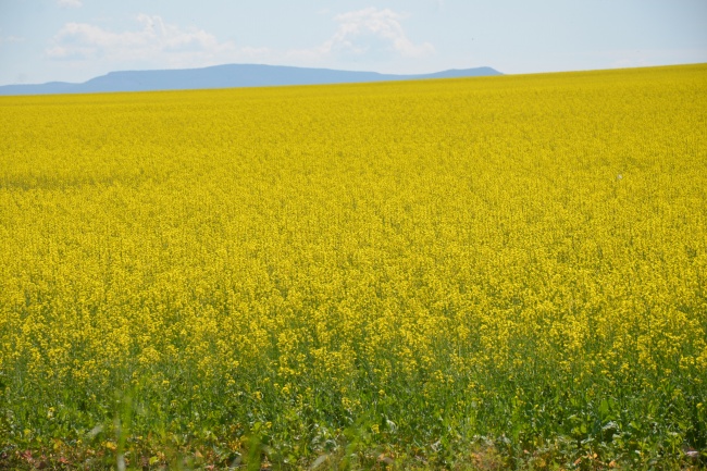 农场油菜花景观图片