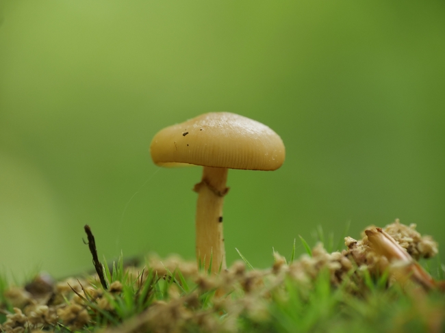 地面野生苔藓真菌蘑菇摄影图片