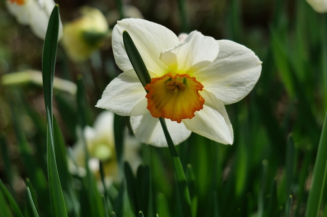复活节喇叭水仙花摄影图片