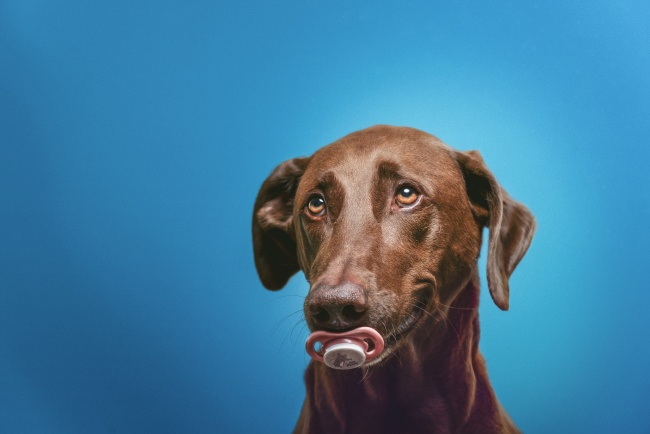 纯黑色拉布拉多犬图片