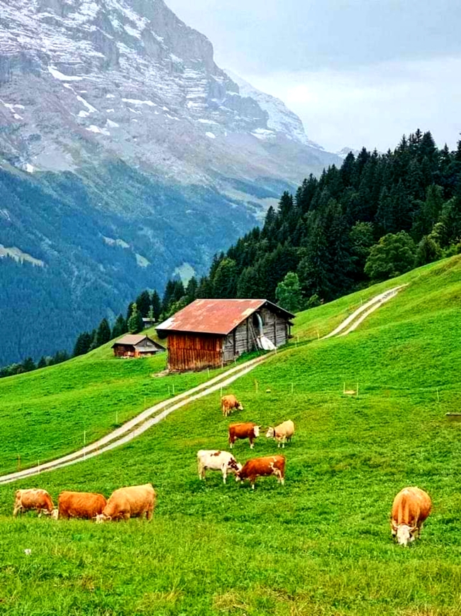 高山牧场奶牛图片