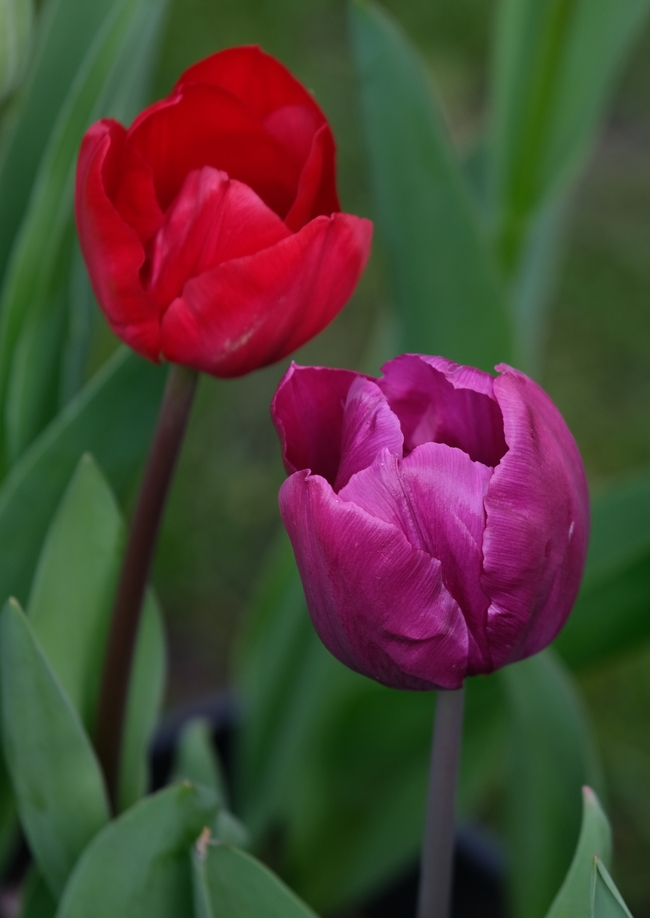 双色郁金香花微距特写摄影图片
