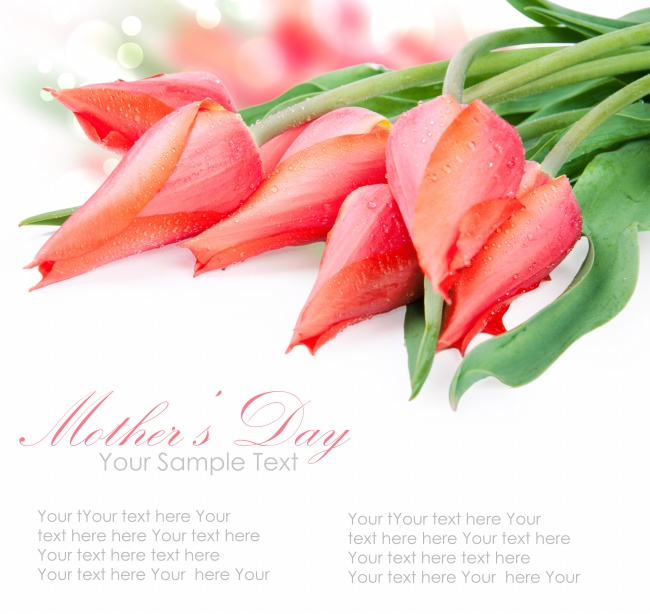 母亲节郁金香唯美图片