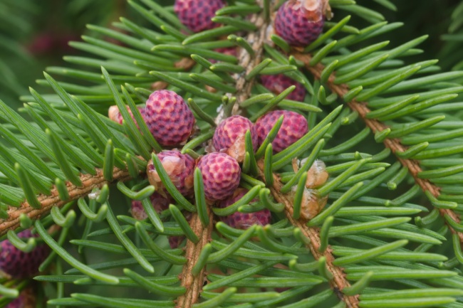 云杉松塔果子图片