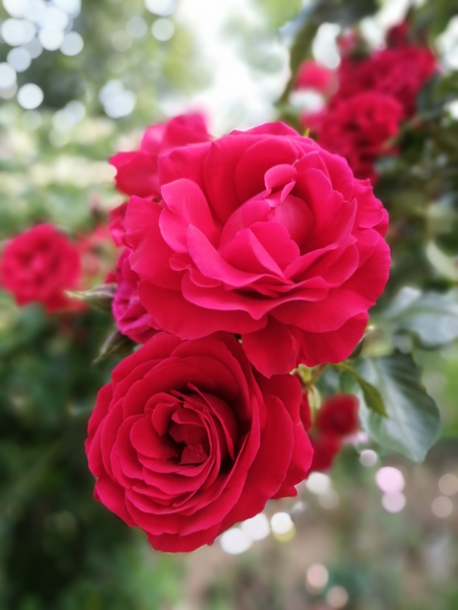 绽放灿烂红玫瑰图片