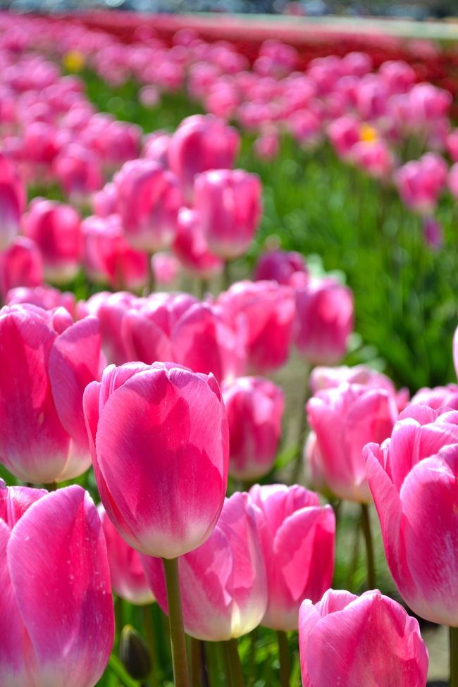 花田粉色郁金香花海摄影图片