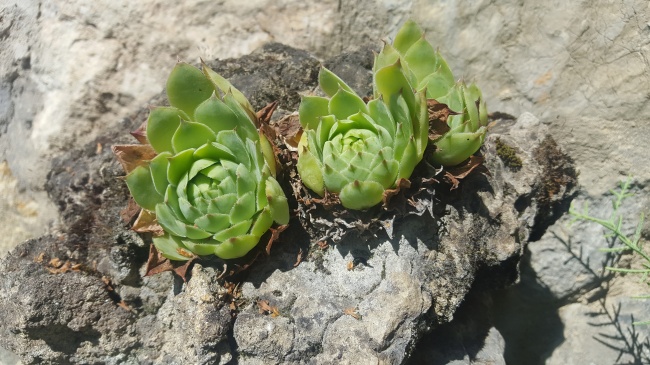 黄丽多肉类植物图片