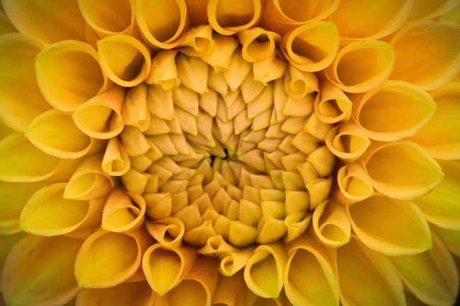 夏日黄色大丽花微距特写摄影图片