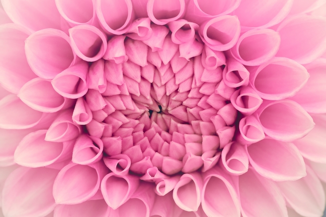 夏天粉色大丽菊微距摄影图片