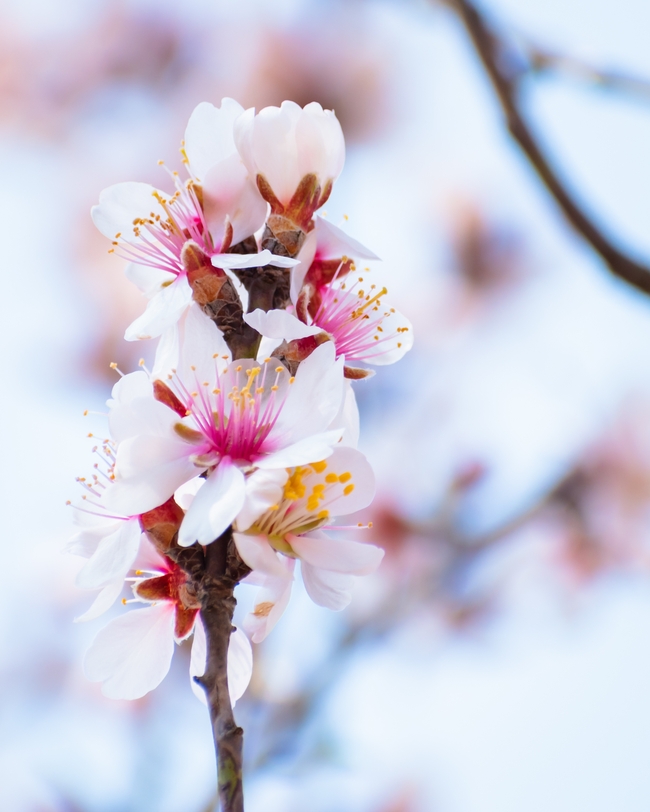 清新杏仁花花枝图片