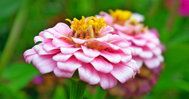 百日草盛开花朵微距图片