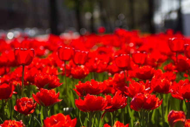 火红郁金香鲜花图片