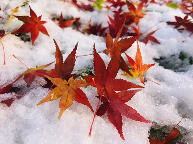 白色雪地红枫叶图片