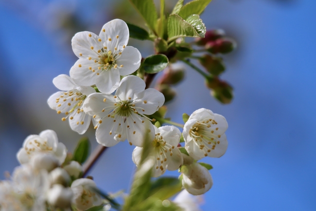 蓝色天空下白色樱花微距摄影图片