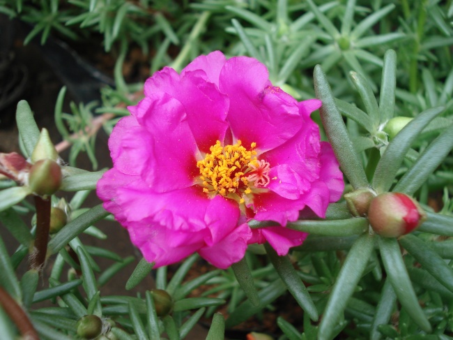 紫色太阳花图片