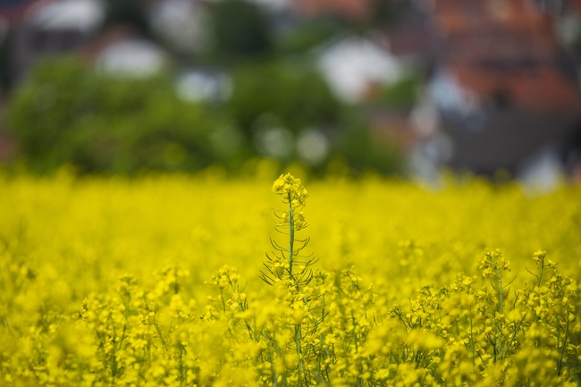 春天金色灿烂油菜花花海风景摄影图片