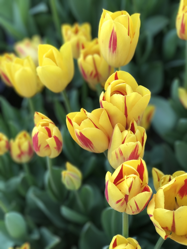 春天黄色郁金香尽情绽放图片