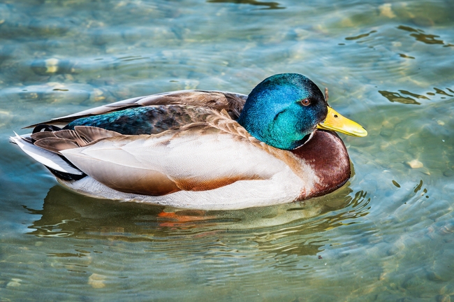 在河边嬉戏的绿头鸭摄影图片