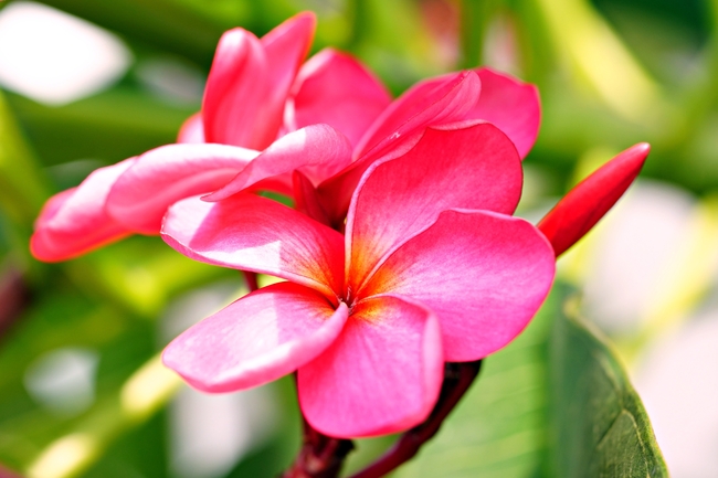 微距特写红色鸡蛋花摄影图片