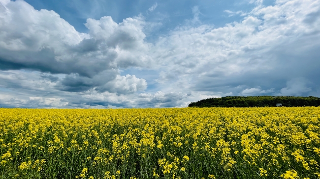 春天黄色油菜花花海风景图片