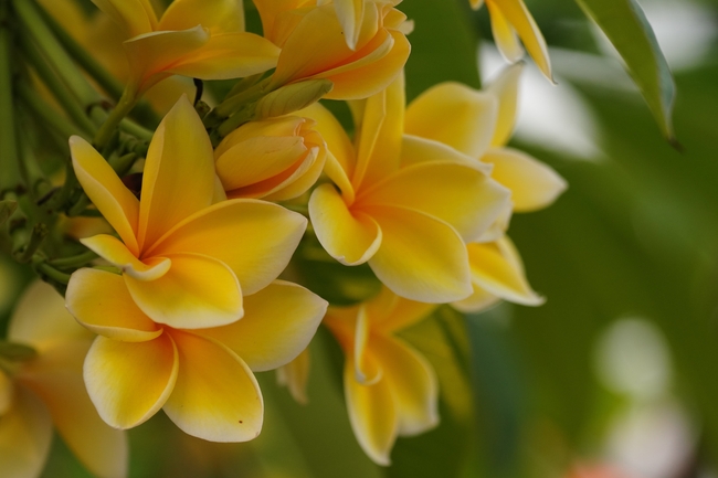 黄色鸡蛋花微距特写摄影图片