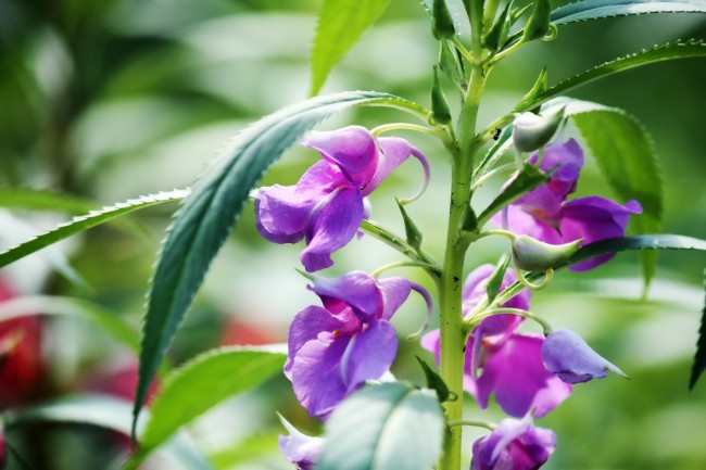 紫色凤仙花图片