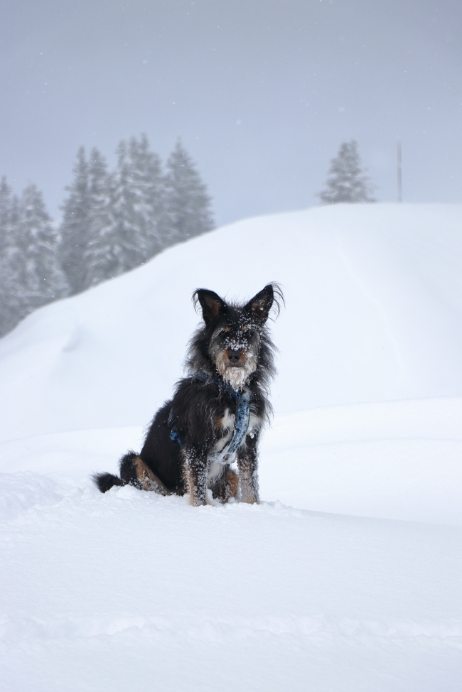 蹲坐在雪地里的黑色家犬图片