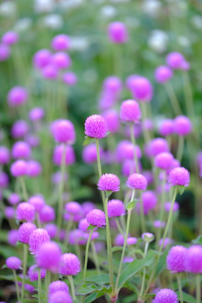 千日红花卉图片