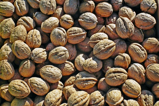 新鲜核桃坚果图片